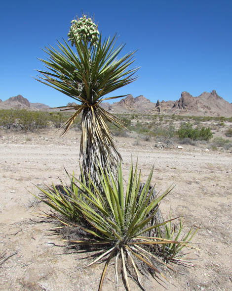 Yucca